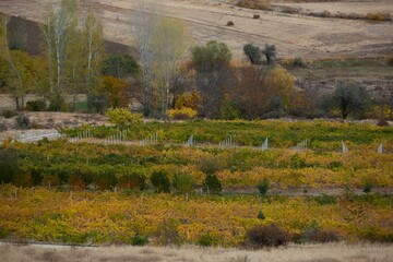 Scenic view of a countryside landscape of green grass and trees on hills
