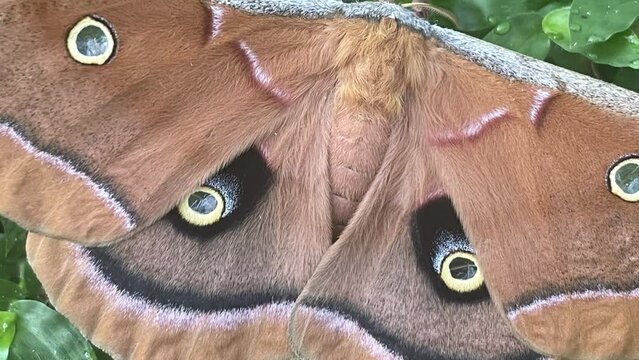 Closeup of a big Polyphemus moth (Antheraea polyphemus) resting on the green bush
