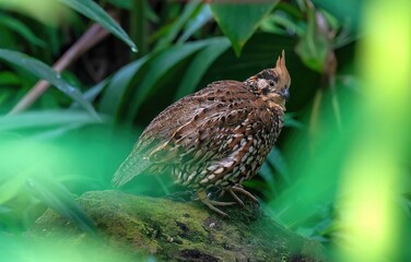 a bird is sitting on some moss in a park area