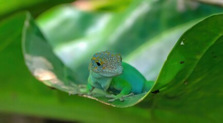a lizard sitting inside the shape of a leaf on a plant