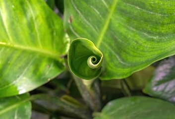 Closeup of the vibrant green leaves of a plant