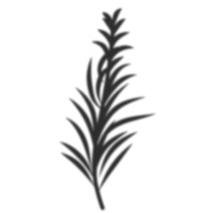Palm leaves shadow