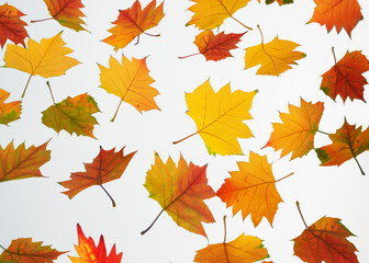Naklejka na ściany i meble fresh autumn leaves flying around over white background, trendy levitation illustration created with generative ai technology
