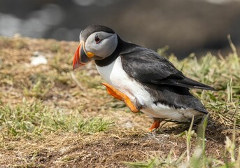 Atlantic puffin in the summer in Scotland with orange legs and brightly colored beak