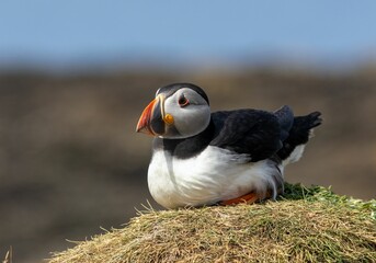 Atlantic puffin in the summer in Scotland with orange legs and brightly colored beak