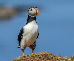 Naklejka premium Beautiful Atlantic puffin seabird standing on the cliffside in the sunshine