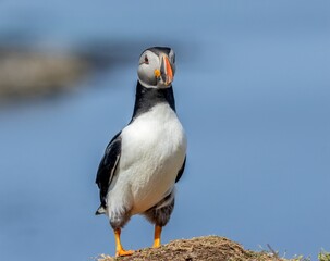 Beautiful Atlantic puffin seabird standing on the cliffside in the sunshine