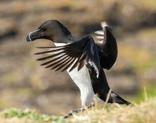 Razorbill seabird with a striking beak and black and white plumage with its wings open wide