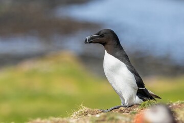 Razorbill seabird with striking beak and black and white plumage in the sunshine