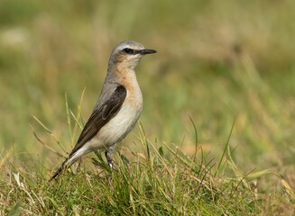 Beautiful passerine small bird foraging in the grass in the sunshine in the summertime