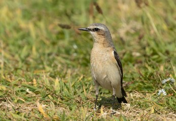 Beautiful passerine small bird foraging in the grass in the sunshine in the summertime