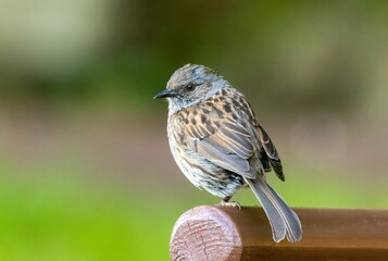 Small bird Dunnock perched atop a wooden bench in a sunny outdoor setting