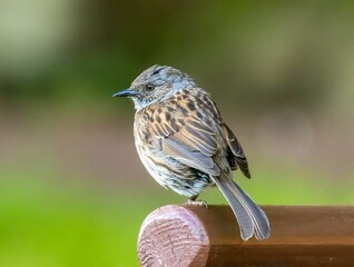 Small bird Dunnock perched atop a wooden bench in a sunny outdoor setting