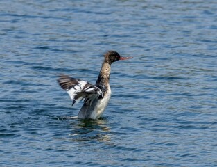 Hooded Merganser perched in a tranquil pond, flapping its wings gracefully