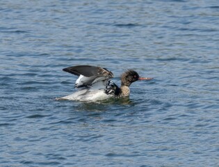 Hooded Merganser perched in a tranquil pond, flapping its wings gracefully