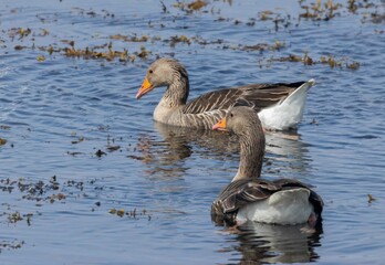 Gray geese floating in a calm lake water