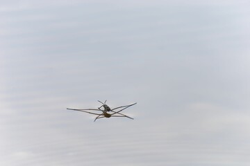 Macro image of a Gerris lacustris, otherwise known as a common pond skater