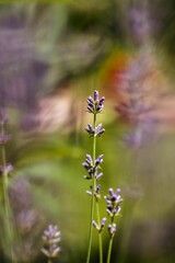 Lavenders blooming in the garden.