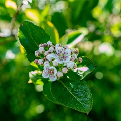 Closeup of green cherry flowers blooming on a green tree branch