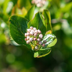 Closeup of green cherry flowers blooming on a green tree branch