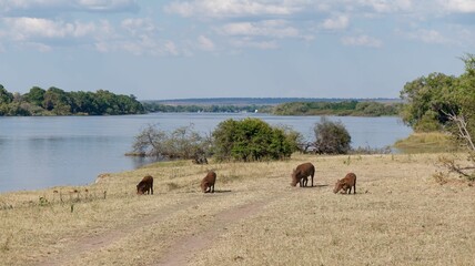 Herd of wild boars foraging in the grasslands near Zambezi River, Zimbabwe