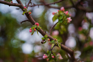 Tree branches with spring flowers. Cherry blossom or cherry blossom, beautiful natural background