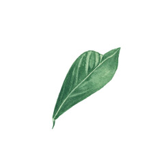 Watercolor illustration of lemon leaves, hand-painted in botanical style, for use in holiday, wedding and food design. Isolated citrus tropical leaf for decorating packages, cards, and more. Greens