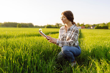Naklejka na ściany i meble Young female farmer is studying with a tablet the young wheat in the field. Farmer touches wheat sprouts, checking growth. Concept for farm development, horticulture.