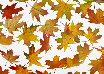 Naklejka na ściany i meble fresh autumn leaves flying around over white background, trendy levitation illustration created with generative ai technology