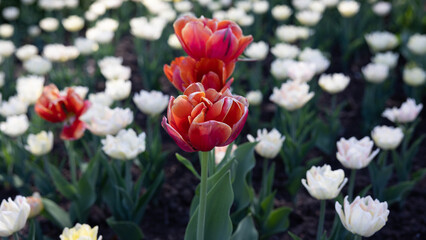 Orange tulips within a bed of white tulips all in bloom