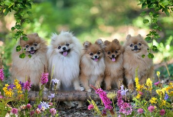 Group of cute and cheerful pomeranian puppies running around in a lush green garden