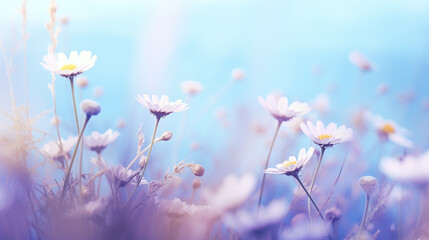 Beautiful wild flowers chamomile, purple wild peas, butterfly in morning haze in nature close - up macro. Landscape wide format, copy space, cool blue tones. Delightful pastoral airy artistic image