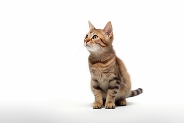 An AI generated illustration of a tabby kitten sitting on a white surface