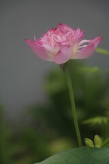 Vibrant pink Nut-bearing lotus (Nelumbo nucifera) flower surrounded by lush green foliage