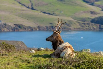 Naklejka na ściany i meble Young male tule elk at Tule Elk Reserve, Point Reyes National Seashore, California.