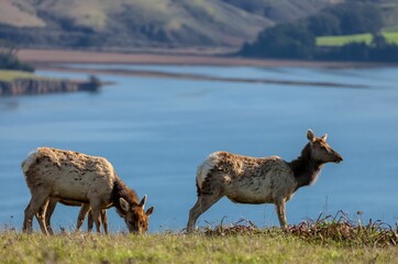 Group of three tule elks in Point Reyes National Seashore, California.