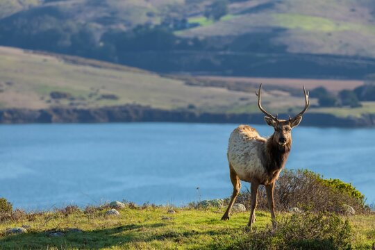 Young male tule elk at Tule Elk Reserve, Point Reyes National Seashore, California.