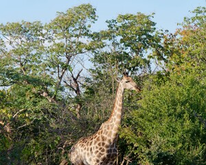 Giraffe surrounded by trees in the Zambezi National Park, Zimbabwe