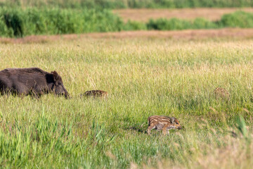 Wildschwein Bache mit Frischlingen im hohen Gras.