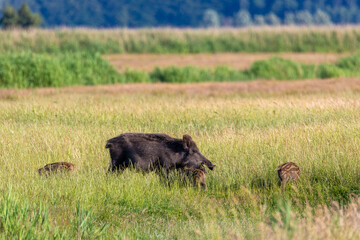 Wildschwein Bache mit Frischlingen im hohen Gras.