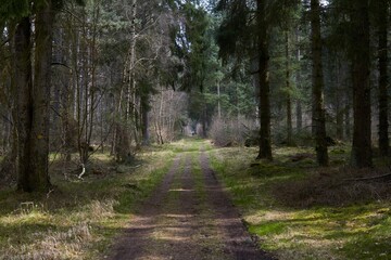 Obraz premium A beautiful spring day in a peaceful forest in Denmark