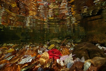 Underwater image of a water creek featuring various leaves