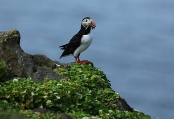 Atlantic puffin perched on a cliff edge