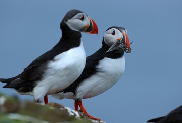 Closeup of Atlantic puffins perched on a cliff edge