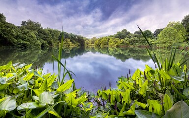 Landscape of Cherokee Lake surrounded by greenery in Louisville, Kentucky