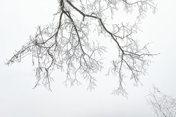 Low angle shot of bare trees covered in fog in winter