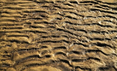 Closeup of the wet sand of the beach on a sunny day