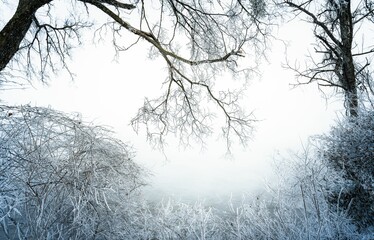 Low angle shot of bare trees covered in fog in winter
