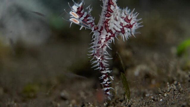 Close-up view of a ghost pipefish in the water