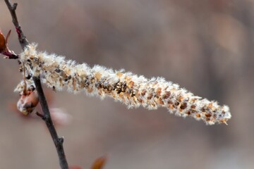 Cynosurus cristatus flower, sceeds, dog's tail grass, grass macro photo.